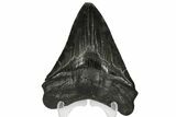 Serrated, Fossil Megalodon Tooth - Georgia #144289-1